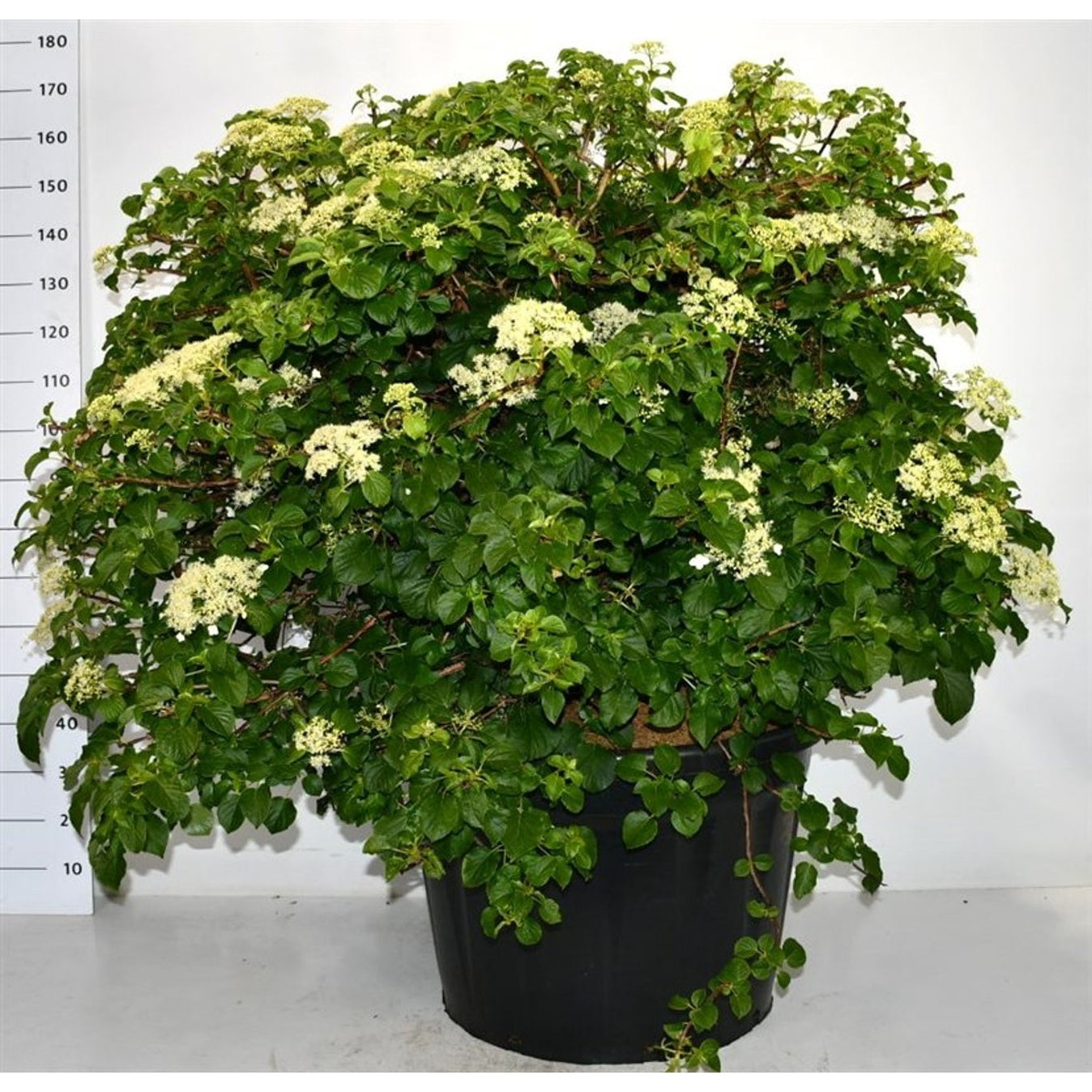Klätterhortensia – Hydrangea petiolaris - C180 125-150 cm. Bol